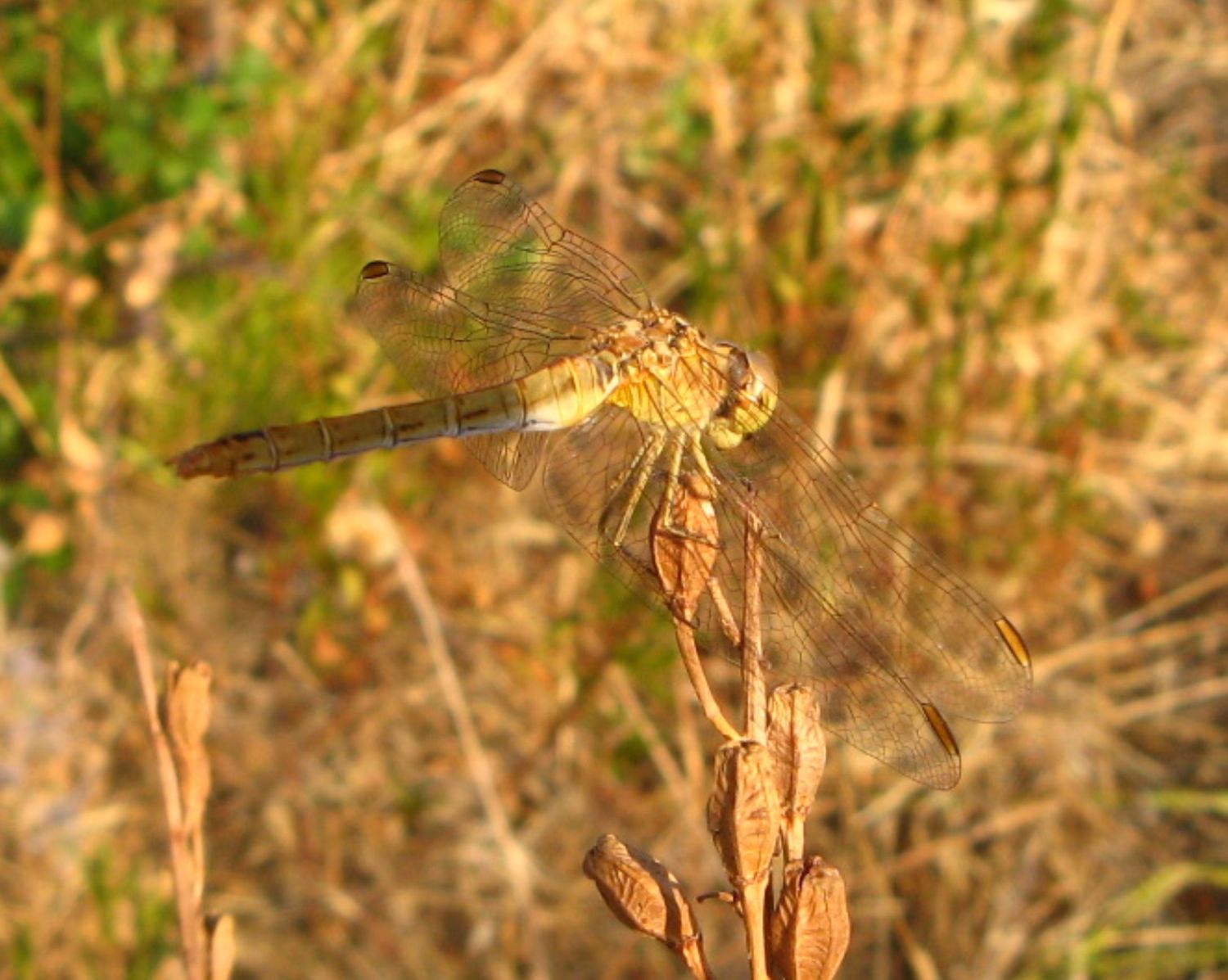 da identificare..please? - Sympetrum meridionale (Femmina)